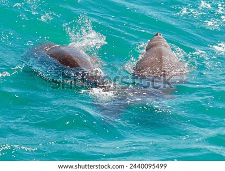 Dugongs, Shark Bay Western Australia