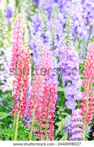 Lupinus Polyphyllus Lindl in Vibrant Bloom
