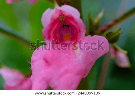 Macrophotography. Selective Focus. Closeup shot of pink clover flower (Impatiens Glandulifera). Stunning wild grass flower. The beauty of weed plants with natural pink. Shot in Macro lens Royalty-Free Stock Photo #2440099109
