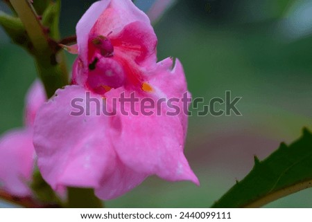 Macrophotography. Selective Focus. Closeup shot of pink clover flower (Impatiens Glandulifera). Stunning wild grass flower. The beauty of weed plants with natural pink. Shot in Macro lens Royalty-Free Stock Photo #2440099111
