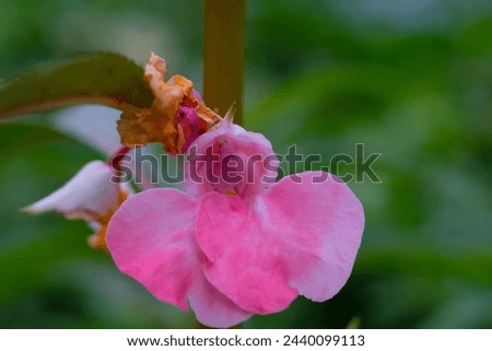 Macrophotography. Selective Focus. Closeup shot of pink clover flower (Impatiens Glandulifera). Stunning wild grass flower. The beauty of weed plants with natural pink. Shot in Macro lens Royalty-Free Stock Photo #2440099113