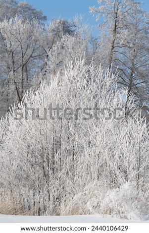 Snow-covered trees, winter landscape. Trees Natural background. The branches of the trees are covered with white frost.