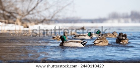 Wild ducks on water bodies, early spring nature.