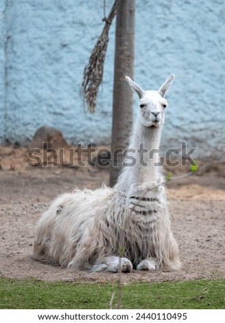 wild ungulate animal in the zoo on the street Royalty-Free Stock Photo #2440110495
