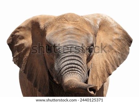 A picture of an elephant showing his trunk over white background