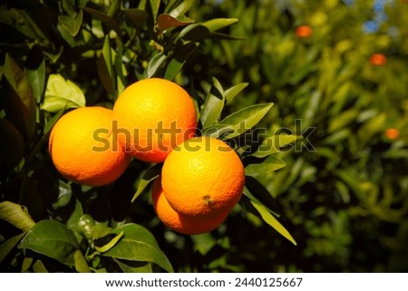 A picture of fresh oranges hanging on the tree on a farm