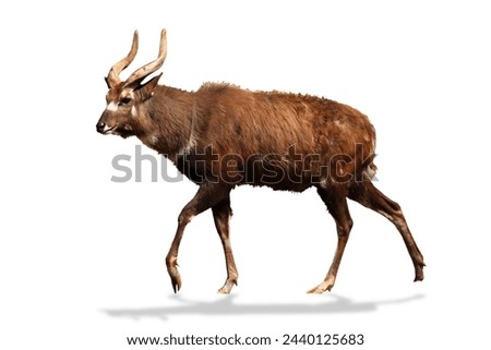 A picture of a male sitatunga antelope over white background