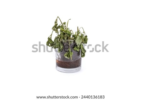 Dead plant with   roots structure in a transparent glass with water, isolated on white background, soft focus close up Royalty-Free Stock Photo #2440136183