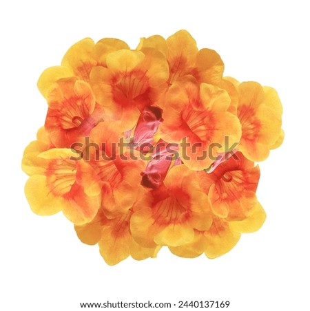 Yellow elder or Trumpetbush or Yellow trumpet-flower or Yellow trumpetbush flowers. Close yellow-orange flowers bunch isolated on white background. Royalty-Free Stock Photo #2440137169