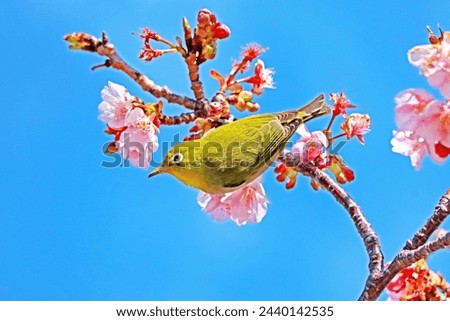 The Indian White-eye on cherry blossom