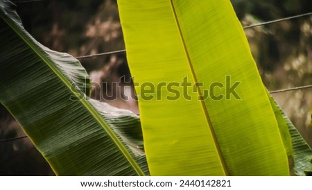 Banana Leaf Background Green Stock Image