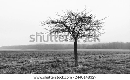 Foggy landscape, lonely tree in morning mist, field, forest and heaven, magical atmosphere, cold weather, outdoor, black and white photography