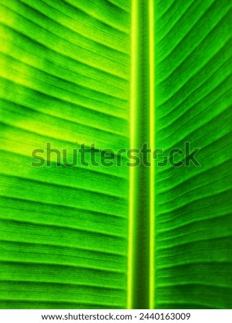 1.Banana leaf surface under sunshine, nature photo object