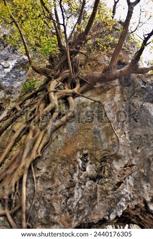 Roots of large trees growing on rock.  Location at Pawon Caves, Padalarang, West Java, Indonesia.