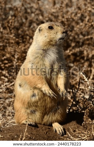 close up of  a black-tailed prairie dogs standing at his burrow at the rocky mountain arsenal wildlife refuge in commerce city, near denver, colorado   