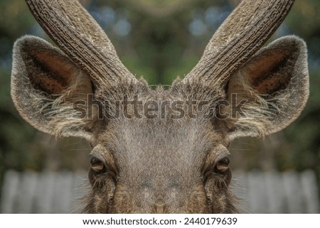 Close up of deer in the forest, Deer background. Royalty-Free Stock Photo #2440179639