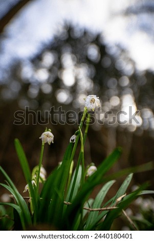 Snowflakes (Leucojum) in the spring forest, first spring flowers, beautiful photo of snowflake