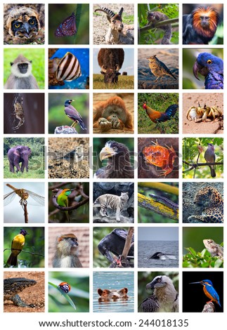 Collage made of set including 35 different animals