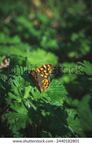 An orange butterfly perched on a green leaf in warm sunlight in spring