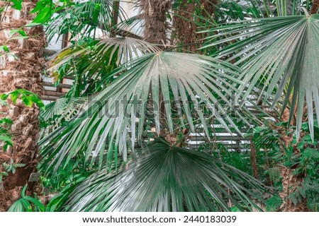 Green foliage fan palm livistona australis in glasshouse. Cabbage tree australian plant species in family arecaceae in greenhouse. Talipot palm with sunny leaf growth on tropical rainforest. Royalty-Free Stock Photo #2440183039