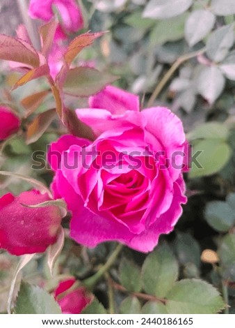 Picture of a beautiful rose 