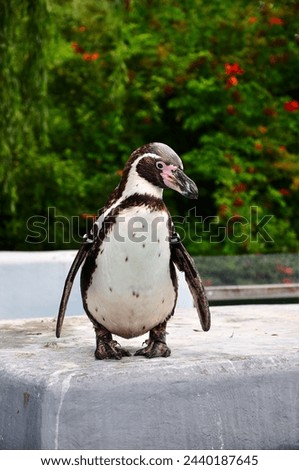 Picture of an isolated Humboldt penguin standing on concrete block, green bush with red berries in the background