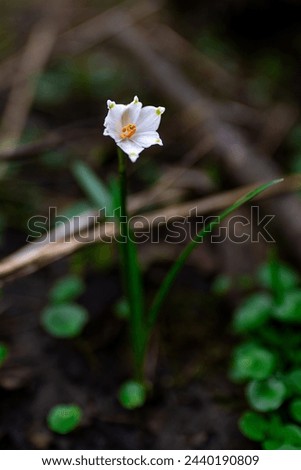 A close-up view of a spring snowflake (Leucojum) in the spring garden
