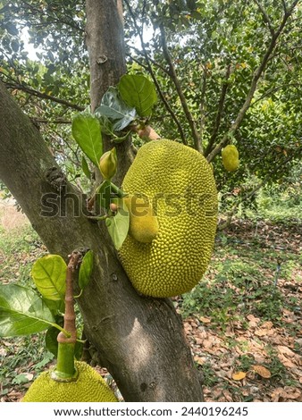durian, a popular fruit, has acquired quite a reputation. in Thailand, certain hotels, offices, public transport  have banned the presence of this fruit because of its heady an pestilential smell Royalty-Free Stock Photo #2440196245