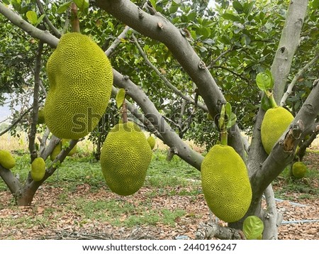 durian, a popular fruit, has acquired quite a reputation. in Thailand, certain hotels, offices, public transport  have banned the presence of this fruit because of its heady an pestilential smell Royalty-Free Stock Photo #2440196247