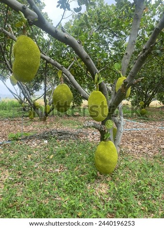 durian, a popular fruit, has acquired quite a reputation. in Thailand, certain hotels, offices, public transport  have banned the presence of this fruit because of its heady an pestilential smell Royalty-Free Stock Photo #2440196253