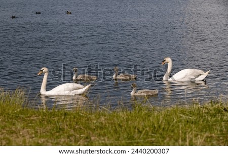 grey chicks of the white sibilant swan with grey down, young small swans with adult swans parents Royalty-Free Stock Photo #2440200307