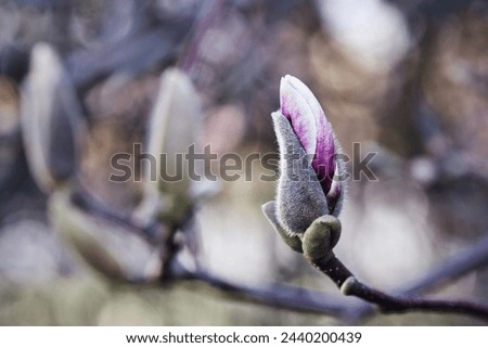 A magnolia bud breaks open. Pink white blossom with gray soft bokeh. Copyspace