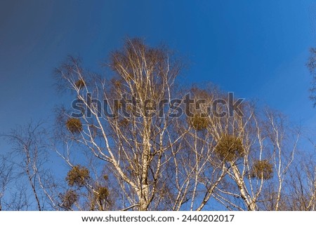 a birch tree with white mistletoe in the winter season, a bare birch on the branches of which white mistletoe lives
