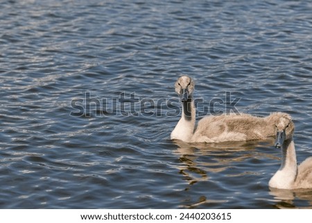 grey chicks of the white sibilant swan with grey down, young small swans with adult swans parents Royalty-Free Stock Photo #2440203615