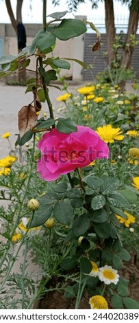 wow that's awesome picture because in this picture pink rose stand-up among yellow flowers .