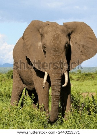 The Big Elephant Closeup Picture 