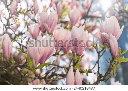 Sulange magnolia close-up on tree branch. Blossom pink magnolia in springtime. Pink Chinese or saucer magnolia flowers tree. Tender pink and white flowers nature background