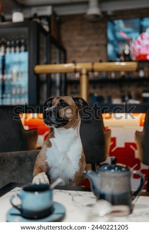 A Staffordshire Terrier dog at a table in a cafe