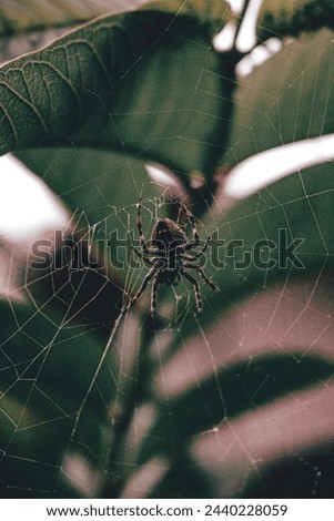 Funnel Spider Macro  on green leaf in the garden
