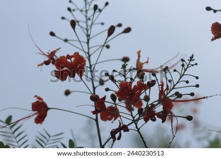 the beautiful Caesalpinia pulcherrima plant