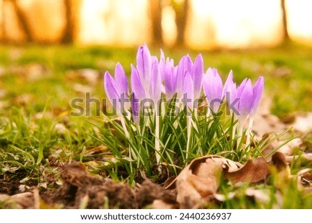 Crocuses in a meadow in soft warm light. Spring flowers that herald spring. Flowers picture