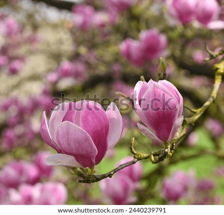 Beautiful close-op of magnolia x soulangeana flowers