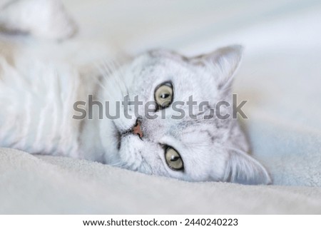Scottish straight cat lies on his back. Cat upside down. Close up white cat face. Favorite pets, cat food. Royalty-Free Stock Photo #2440240223