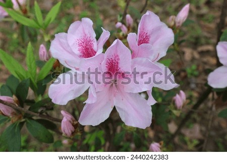 ( Pink azalea flower )