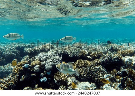 A photo of coral reef in Egypt