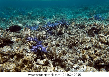 A photo of coral reef in New Caledonia