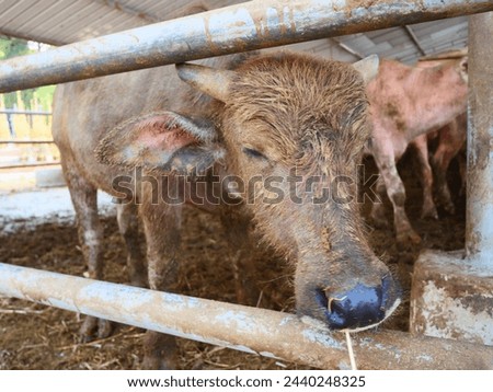 A little brown buffalo calf with short horns is in the pen Royalty-Free Stock Photo #2440248325
