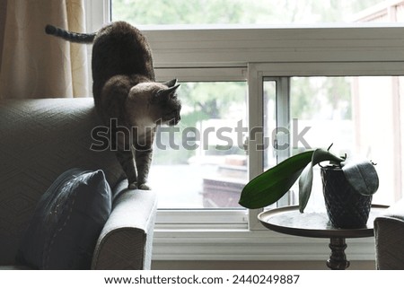 A cat is mesmerized by a houseplant. Walking on the edge of the sofa and never turning its back on the house plant that is clearly the enemy. I'm watching you plant Royalty-Free Stock Photo #2440249887