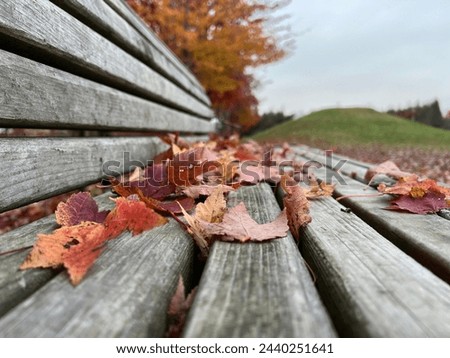Park bench with Japanese momiji maple leaves on it in the fall season. Such a beautiful picture of the changing seasons here in Japan. This season’s colors give a warm feeling in your heart.