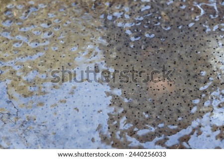 Close up of frogspawn in a countryside pond Royalty-Free Stock Photo #2440256033
